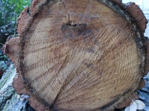 tree ends 02  package with 8 textures CG टेक्स्चर्स