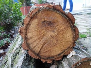 tree ends 02  package with 8 textures CG टेक्स्चर्स