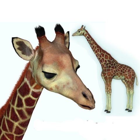 giraffe Model 3D .c4d .max .obj .3ds .fbx .stl .blend 