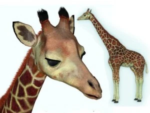 giraffe 3D Model