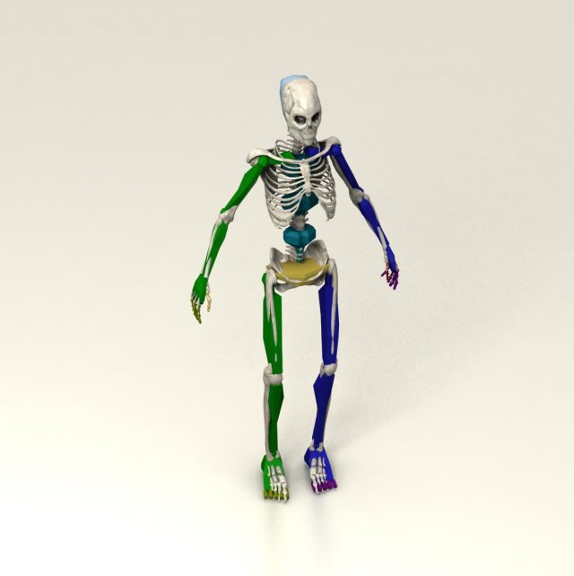 skeleton Modello 3D .c4d .max .obj .3ds .fbx .stl .blend 