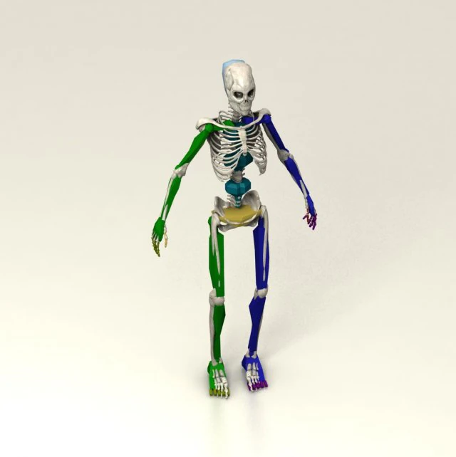 skelet 3D Model .c4d .max .obj .3ds .fbx .stl .blend 