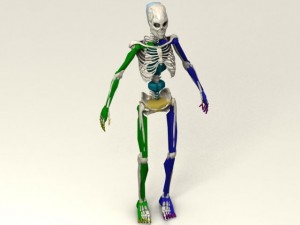 skeleton Model 3D