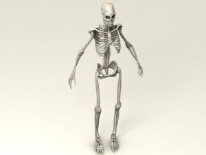 skeleton Modello 3D