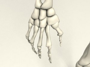 skeleton Modello 3D