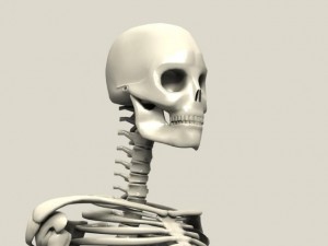 skeleton Modello 3D