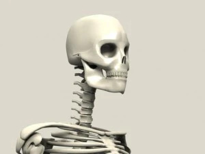 skelet 3D Model