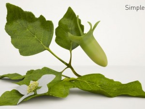 high quality raspberry model 3D मॉडल
