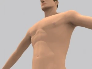 realistic male character 3D Model