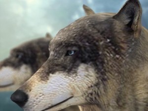 wolf 3D Model
