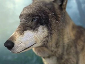 wolf 3D Model