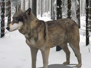 wolf 3D Модель