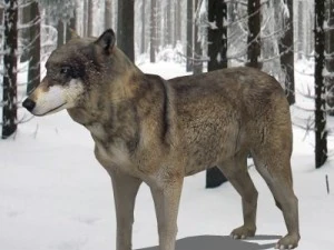 wolf 3D Model
