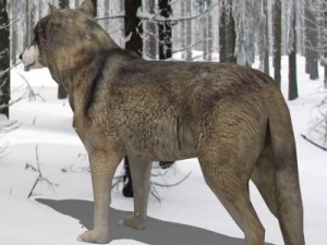 wolf 3D Модель