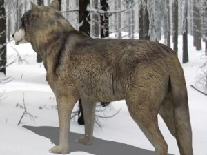 wolf 3D Model