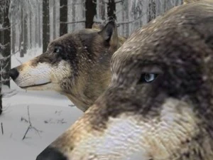 wolf 3D Model