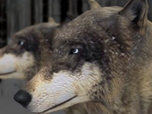 wolf 3D Модель