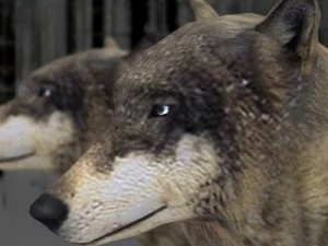 wolf 3D Model
