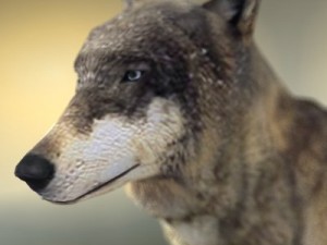 wolf 3D Модель