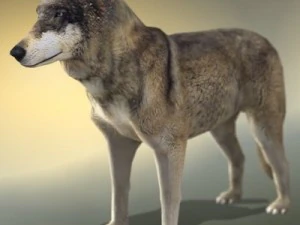 wolf 3D Model