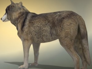 wolf 3D Модель