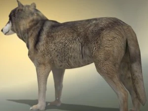 wolf 3D Model