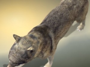 wolf 3D Модель