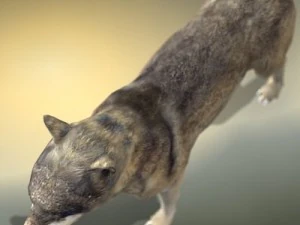 wolf 3D Model