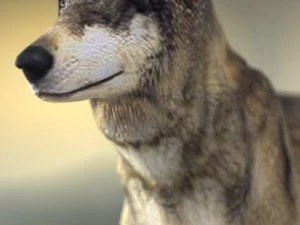 wolf 3D Model