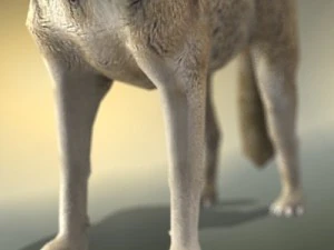 wolf 3D Model