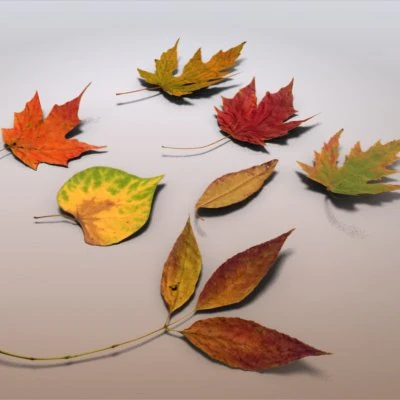autumn leaves 3D Model .c4d .max .obj .3ds .fbx .stl .blend 