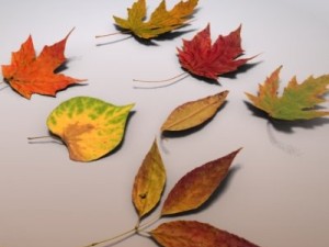 autumn leaves Modello 3D