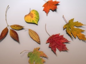 autumn leaves Model 3D