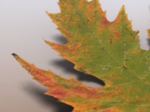 autumn leaves Model 3D
