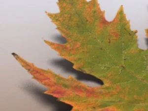 autumn leaves 3D Model