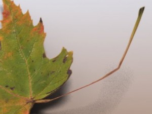 autumn leaves Model 3D