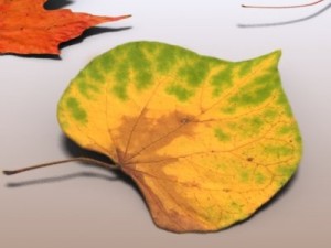 autumn leaves Model 3D
