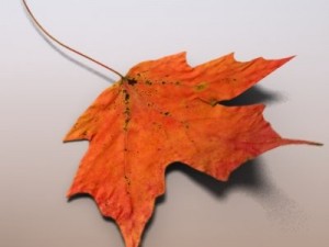 autumn leaves Model 3D