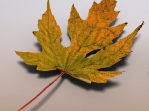 autumn leaves Model 3D
