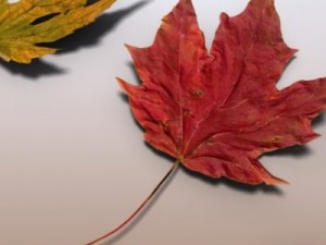 autumn leaves Model 3D