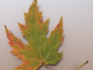 autumn leaves Model 3D