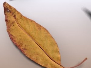 autumn leaves Model 3D