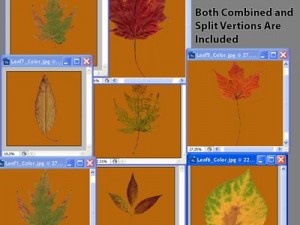 autumn leaves Model 3D