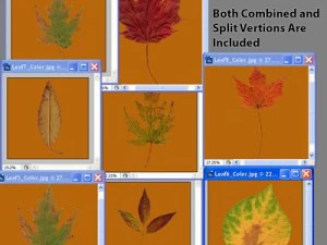 autumn leaves 3D Model