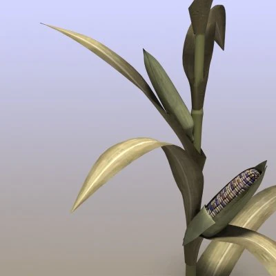 mais indiano Modello 3D .c4d .max .obj .3ds .fbx .stl .blend