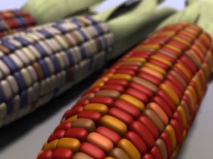 indian corn Modelo 3D