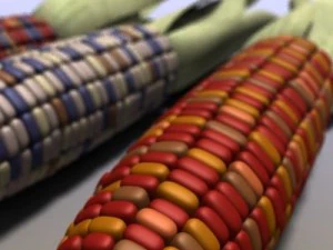 mais indiano Modello 3D