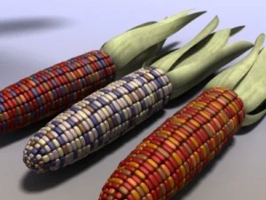 mais indiano Modello 3D