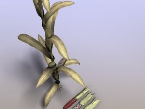 indian corn Modelo 3D