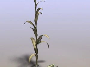 mais indiano Modello 3D